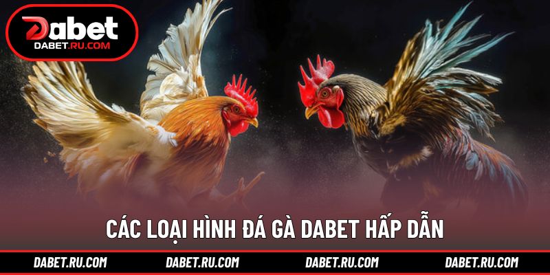 Các hình thức thi đấu phổ biến tại sảnh đá gà DABET