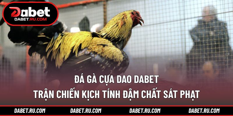 Đá gà cựa dao DABET