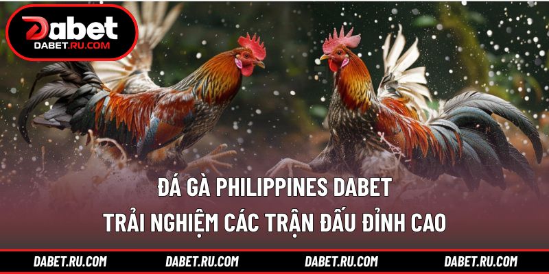 Đá gà Philippines DABET