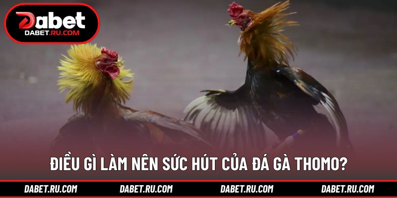 Đá gà Thomo DABET mang lại trải nghiệm theo dõi kịch tính Đá gà Thomo DABET mang lại trải nghiệm theo dõi kịch tính