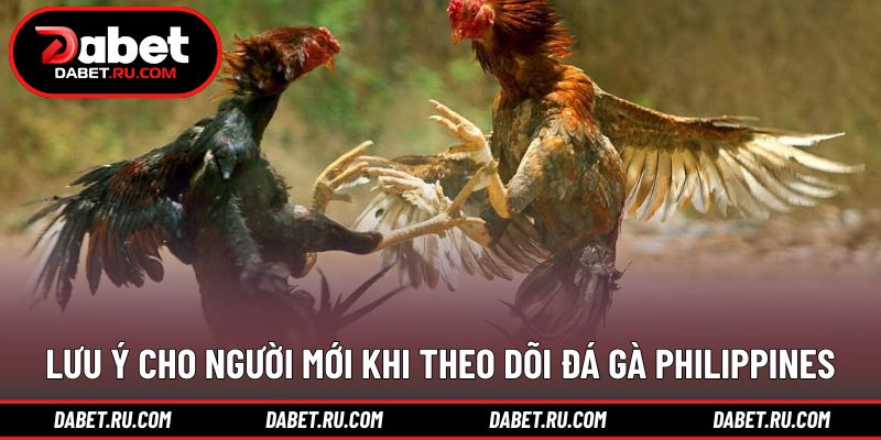 Hướng dẫn theo dõi đá gà Philippines DABET hiệu quả