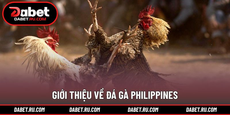 Khái quát hình thức đá gà Philippines trực tiếp