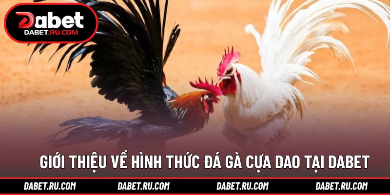 Khái quát hình thức thi đấu đối kháng tốc độ cao
