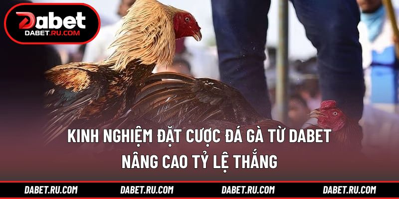 Kinh nghiệm đặt cược đá gà từ DABET