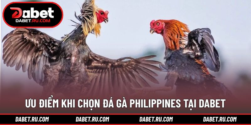 Lý do nhiều hội viên chọn đá gà Philippines DABET